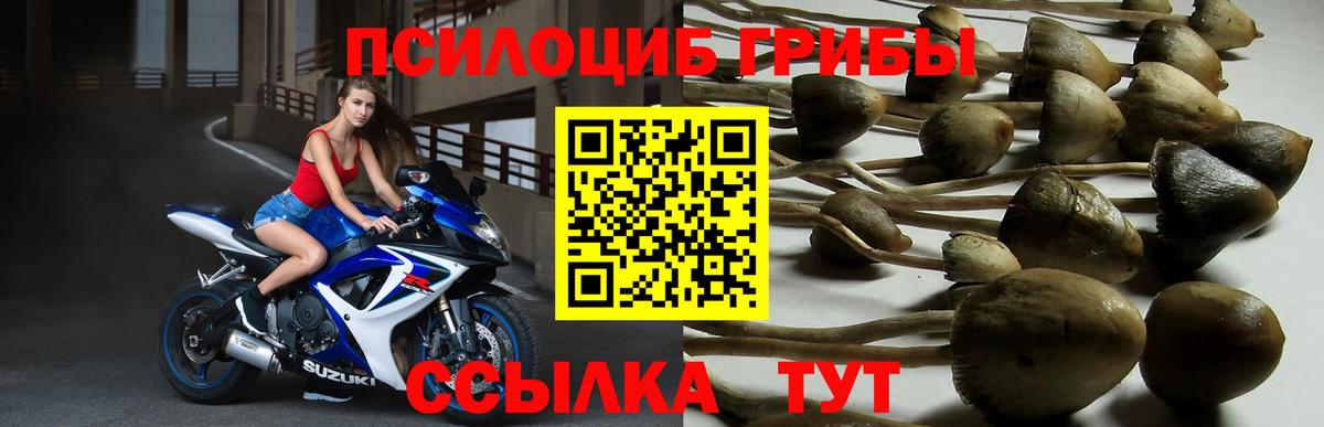 Углич  Псилоцибиновые грибы Cubensis  Вход с VPN  Галлюциногенные грибы Psilocybe 